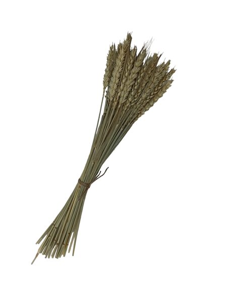 sausie augi, kvieši, 40 gb