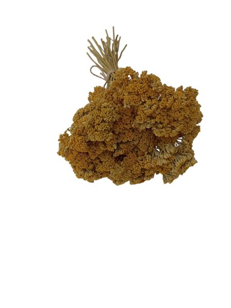 Sausie ziedi, dzeltenie pelašķi, 30 gb