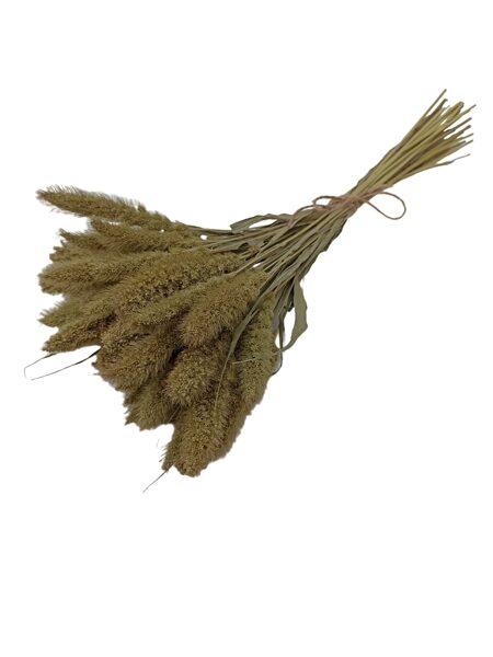 Sausie ziedi, setārijas, 40 gb